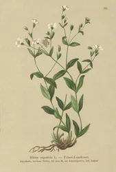Rock Campion (Silene rupestris)