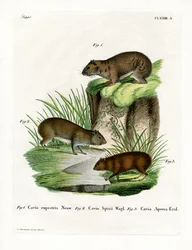 Rock Cavy (színes metszet)