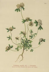 Sziklalóhe (Trifolium saxatile)