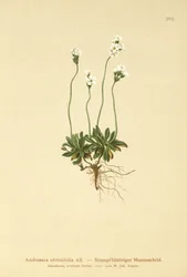 Sziklajázmin (Androsace obtusifolia)