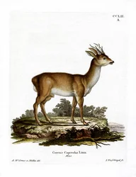 Őz (színes metszet)