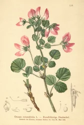 Kereklevelű Restharrow (Ononis rotundifolia, Ononis tribracteata)