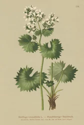Kereklevelű szaxifrage (Saxifraga rotundifolia)