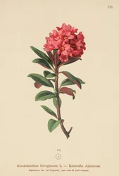 Rozsdáslevelű alpesi rózsa (Rhododendron ferrugineum)