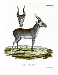 Saiga (színes metszet)