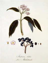 Sambucus Ebulus, Johann Daniel von Reitter „Átfogó munkája minden fafajról” című művéből, 1803-2005 (színes metszet)