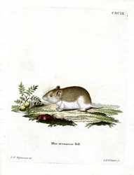 Sandy Mole Rat (színes gravírozás)