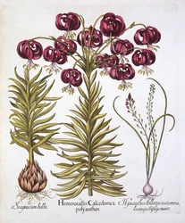 Scarlet Turks Cap Lily és Scilla Autumnalis, a Hortus Eystettensisből, Basil Besler (1561-1629), pub. 1613 (kézzel színezett metszet)
