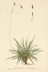 Sás (Carex firma)