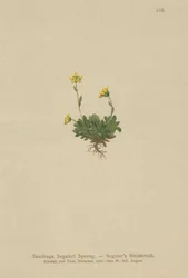 Seguieris Saxifrage (Saxifraga Seguieri)