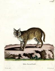 Serval (színes metszet)