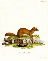 Szibériai menyét (színes metszet)