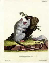 Ezüst Marmoset (színes gravírozás)