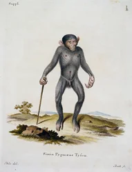 Simia pygmaeus, az emlősökből, leírásokkal illusztrálva a természetből, Johann Christian Daniel von Schreber (1739-1810), metszet: IC Bock, Németország