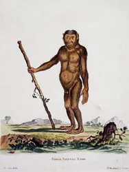 Simia satyrus, a természetből leírásokkal illusztrált emlősökből, Johann Christian Daniel von Schreber (1739-1810), metszet: I Nusbiegel, De Seve, Németország rajza alapján