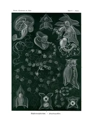 Siphonophorae, 1899-1904