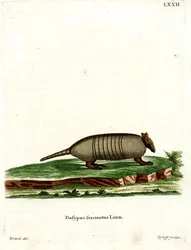 Hatsávos Armadillo (színes metszet)