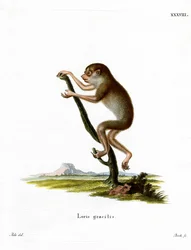 Karcsú Loris (színes metszet)