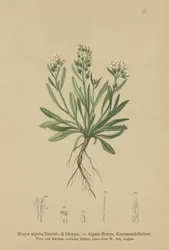 Sima északi sziklatorma (Braya alpina, Sisymbrium alpinum)