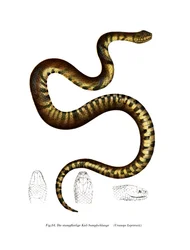 Kígyó (színes litó)