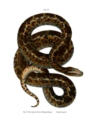 Kígyó (színes litó)