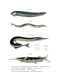 Snake Blenny (színes litó)