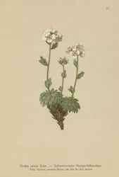 Hófehér Whitlow-fű (Draba nivea)