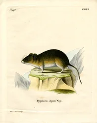 Snow Vole (színes metszet)