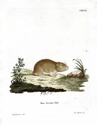 Social Vole (színes metszet)
