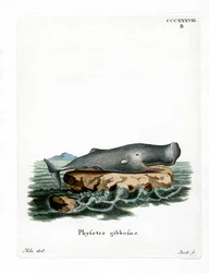 Sperma (színes metszet)