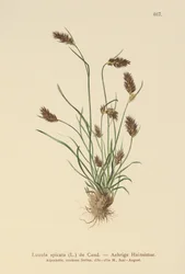 Tüskés rúd (Luzula spicata)