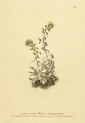 Tüskés üröm (Artemisia spicata, Artemisia bocconei, Artemisia genipi)