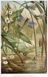 A Damselfly fejlődési szakaszai, Brehms Tierleben, pub. 1860-as évek