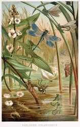 A Damselfly fejlődési szakaszai, Brehms Tierleben, pub. 1860-as évek színes litográfia, 1860.