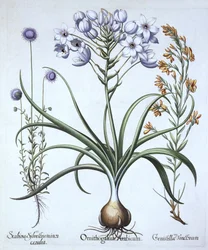 Betlehemi csillag, Blue Flowered Sheeps Bit és Dyers Greenwood, Hortus Eystettensis, Basil Besler (1561-1629), pub. 1613 (kézzel színezett metszet)