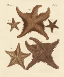 Tengeri csillag