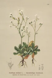 Csillagos szaxifrage (Saxifraga stellaris)
