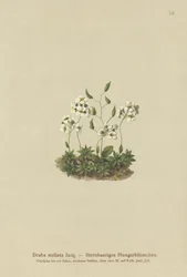 Csillagos Whitlow-fű (Draba stellata)