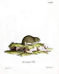 Steppe Lemming (színes metszet)