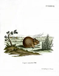 Steppe Pika (színes metszet)