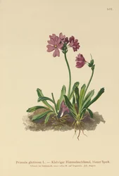 Ragadós kankalin (Primula glutinosa)