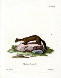 Stone Marten (színes metszet)