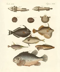 Furcsa hal (színes metszet)