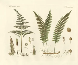 Furcsa füvek (színes metszet)