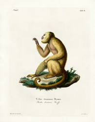 Szalmaszínű Howler (színes metszet)