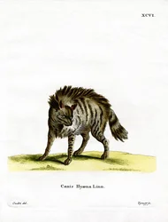 Csíkos hiéna (színes metszet)