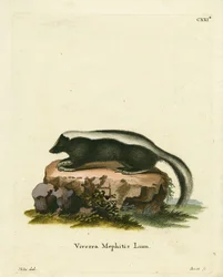 Csíkos Skunk (színes gravírozás)