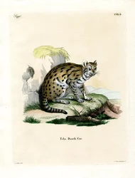 Sunda Clouded Leopard (színes metszet)