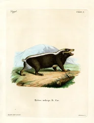 Sunda büdös borz (színes metszet)