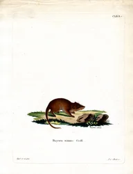 Mocsári Antechinus (színes metszet)
